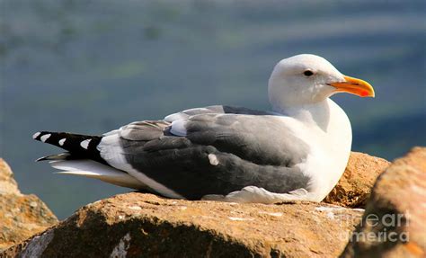 Nesting Seagull Photograph by Tap On Photo - Pixels