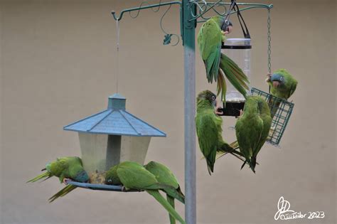 Monk Parakeets by authorJDTailor on DeviantArt