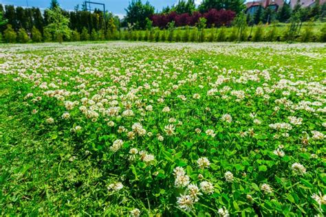 Mowing the Lawn with a Flowering Clover in the Garden Stock Image ...