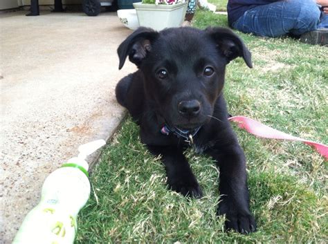 Black lab / blue heeler mix | Blue Heelers!!/German Shorthair ...