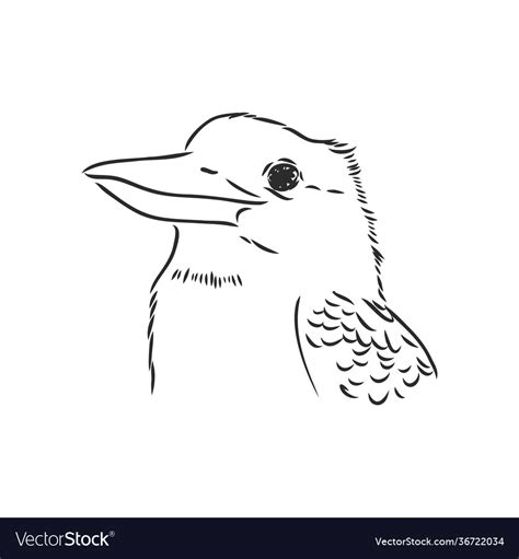 Black outlined kookaburra bird- drawing Royalty Free Vector