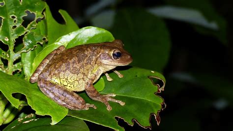 Cuban Tree Frog | MarkEisingBirding