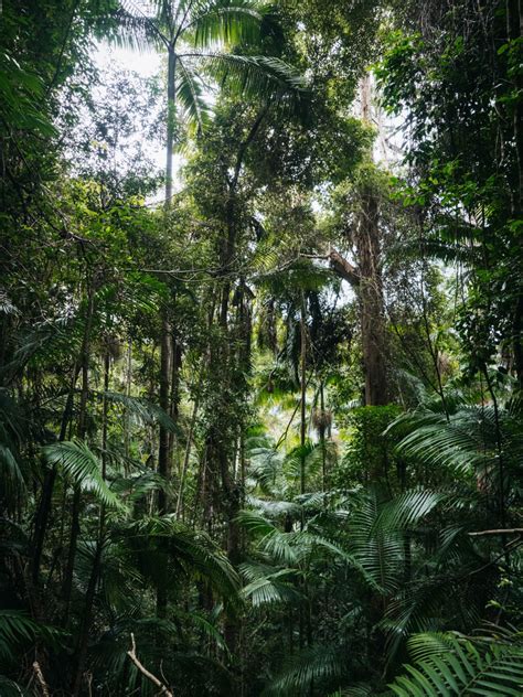 The Best Springbrook National Park Hikes and Waterfalls - Beyond Wild ...