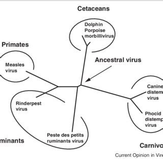 (PDF) Rinderpest eradication: Lessons for measles eradication?