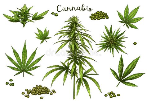 Color Hand Drawn Cannabis. Green Hemp Plant Seeds, Sketch Cannabis Leaf ...