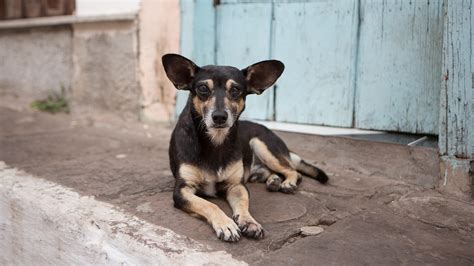 Stray dogs have the natural ability to understand human gestures