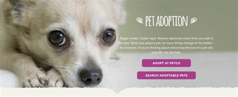 Pet Adoption websites - where to adopt a Morkie | ABOUT MORKIES