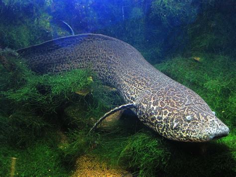 Smithsonian Insider – Speckle-bellied lungfish (“Protopterus ...