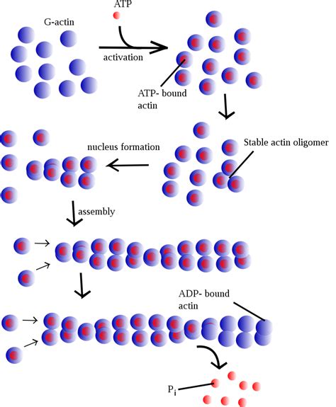 Pin by Warwick Nurse on Biological | Medical advice, Wikipedia, Education