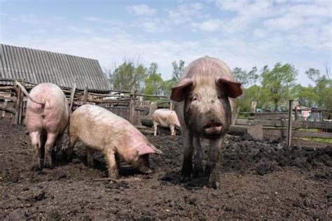 Pig Farming Stock Photos, Images and Backgrounds for Free Download