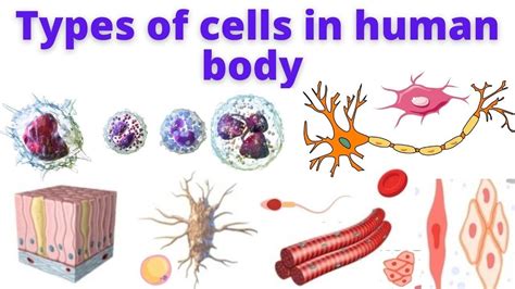 Types of cells in Human body | Human Anatomy and Physiology - YouTube