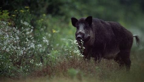 How to Hunt Wild Hogs | Sciencing