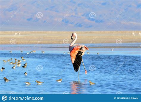 The Rare James`s Flamingo stock photo. Image of jamess - 179548650