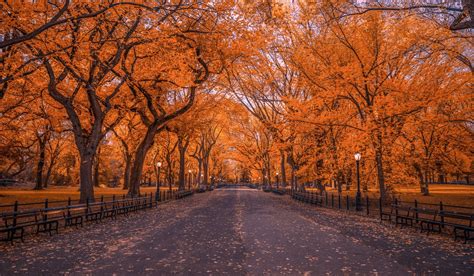 Foliage, Man Made, Tree, Central Park, Fall, New York, Park, 1080P HD ...