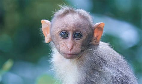 Facts About Monkeys You Didn’t Know | FunFacToday.com