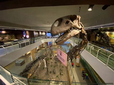 Museums of Beijing: Paleozoological Museum of China - Koryo Tours