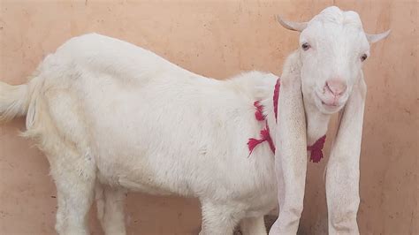 Pure White Pure Gulabi Baby Goat for SALE at AQ Goat Farm | Call 0312-1241379 Whats-app 0336 ...