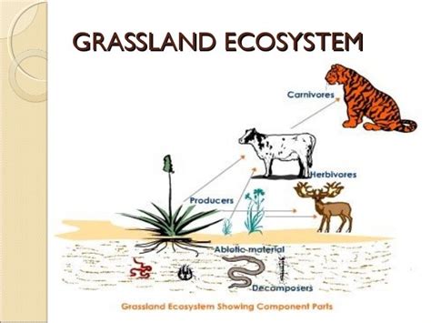 Ecosystem - Study Material for NEET (AIPMT) & Medical Exams | askIITians