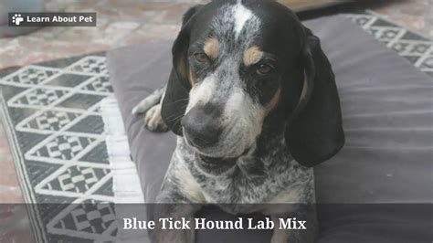 Blue Tick Hound Lab Mix : 3 Cool Traits, Temperament 2023