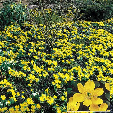 Winter Aconite Flowers