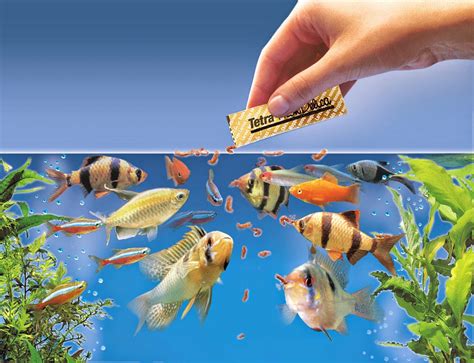 Types of Aquarium Fish Food Types and Nutritional Values - The Aquarium ...