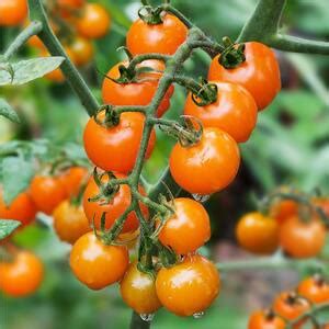 Bonnie Plants 4 in. Yellow Cherry (Sun Sugar) Tomato-127 - The Home Depot