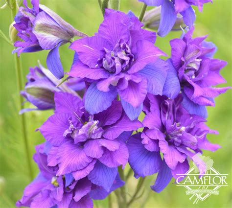 Larkspur Purple | CamFlor, Inc.