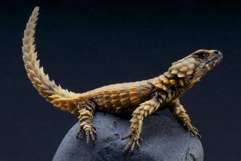 Armadillo Lizards as Pets: Good or Bad Idea? Breed Info + Care Tips!