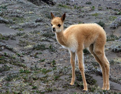 Baby Vicuña - Animals Photo (39713880) - Fanpop