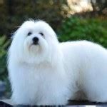 Coton De Tulear Dog Breed - Pictures, Information, Temperament ...