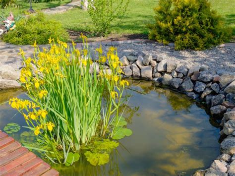 What Are Floating Wetlands: Growing Plants For Floating Islands