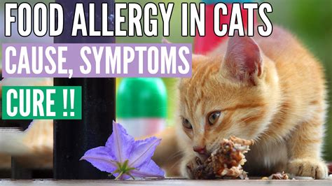 Food Allergies In Cats: Signs, Symptoms, And Treatment! | Kitty County