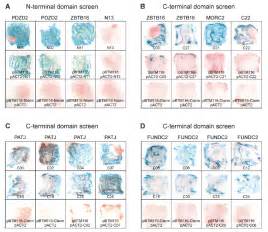 LacZ activity filter assays performed after retransformation of bait ...