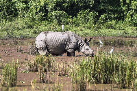 √ Kaziranga National Park Tourist Lodge