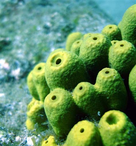 Sponges supply DNA for new method of monitoring aquatic biodiversity