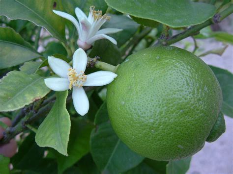 File:Lime Blossom.jpg - Wikimedia Commons