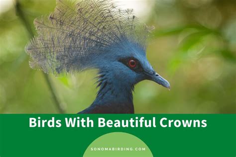 16 Birds With Beautiful Crowns (With Pictures) - Sonoma Birding