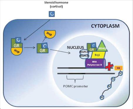 The Glucocorticoid Receptor and its Expression in the Anterior Pituitary and the Adrenal Cortex ...