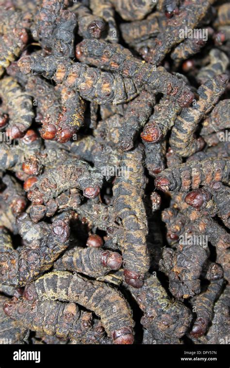 Dried Mopane Worms - An Important Source Of Protein For Many Africans Stock Photo: 61447785 - Alamy