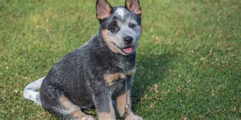 How Big Do Blue Heeler Get? Full Guide on Blue Heeler Size