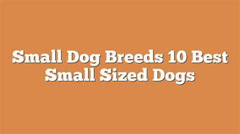 Small Dog Breeds 10 Best Small Sized Dogs - Shelter Exchange