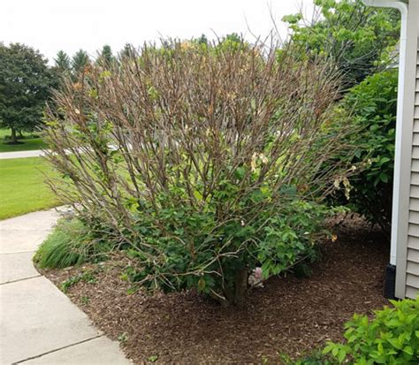 Is My Burning Bush Dead After Winter?