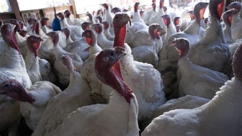 Bird Flu Resurgance Drives Up Prices for Holiday Turkeys