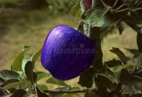 Blue apple on a tree stock image. Image of nature, agricultural - 12659953