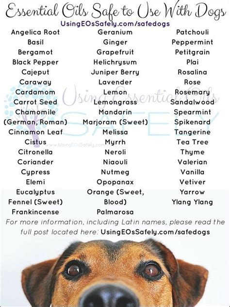 How to Use Aromatherapy to Make Your Dog Happier | Essential oils dogs, Are essential oils safe ...