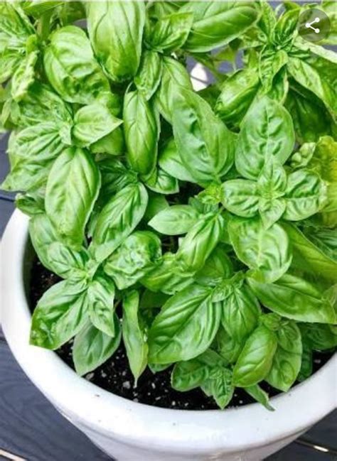 Basil - Local Seeds