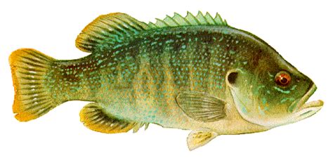 Green sunfish - Alchetron, The Free Social Encyclopedia