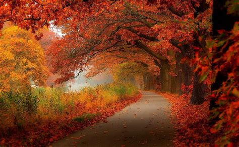 Autumn Path, autumn, path, nature, park, trees, alley, HD wallpaper ...