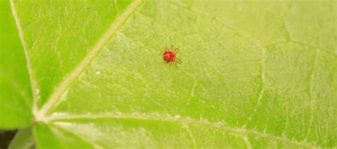 Spider Mite Bites On Humans : Spider mites do not bite human beings and are not.