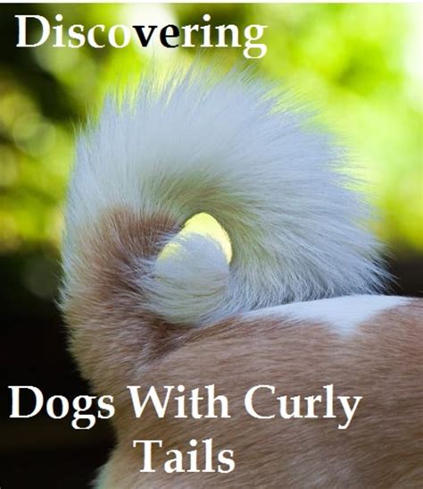 Discovering Dog Breeds With Curly Tails - Dog Discoveries